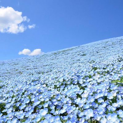 Nemophila_Van Profile Picture