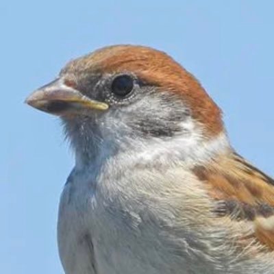 chunta_skx's profile picture. 