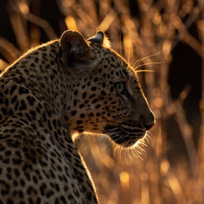 We are an exclusive camp in a private concession within Mana Pools National.  If it's adventure you seek, we offer a unique experience in an untamed wilderness.