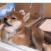 Judgemental Ass Dog (@woowoo86668457) Twitter profile photo Judgemental Ass Dog (@woowoo86668457) Twitter profile photo