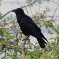 R@鳥 (@r_macrorhynchos) 's Twitter Profile