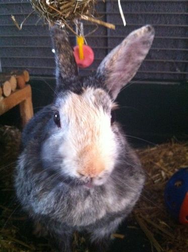 jagdpanzer525's profile picture. 