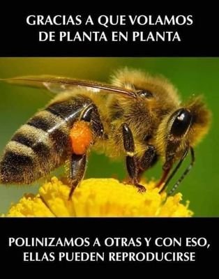 Si abejas no ya vida