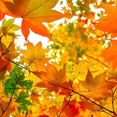 kaede_open's profile picture. オセロが好きです