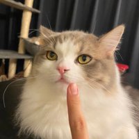 かぶ (@kabu3beta) 's Twitter Profile