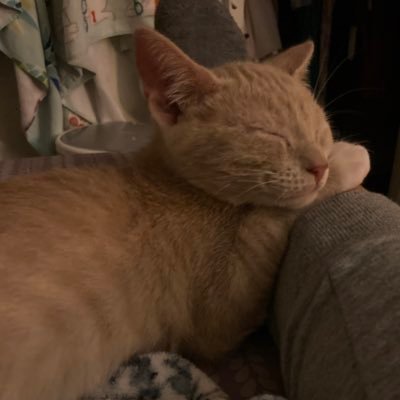 mromerom_7's profile picture. JHS’25📚                                              amo los gatos❤️