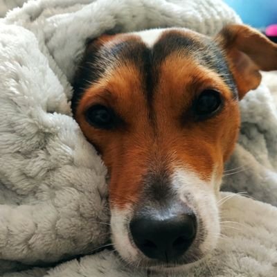 Panoskarajohn's profile picture. Allotriosis