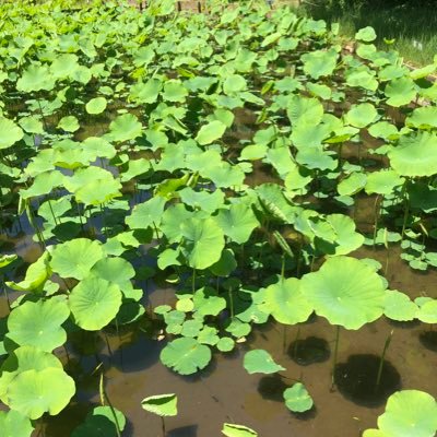 つねたんです🤗。現在、ルチアーズを主体に応援してます。宜しくお願い致します🤗。 エロ垢、投資、出会いは、NGです。来たら速攻でブロックします‼️また、DMも禁止です‼️