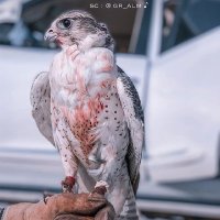 ابو نايف الشمري (@cbctqkwgahurvvr) Twitter profile photo