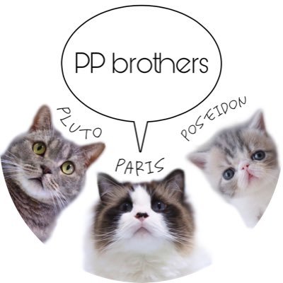 PP brothers 💙パリス→ラグドール💗プルート→スコティッシュフォールド 🧡ポセイドン→エキゾチックショートヘア❤付き添い人:Ai→1級愛玩動物飼養管理士 📷→Canon EOS Kiss M2 /// ※インスタの方が更新多いです！ポセイドン垢→ @Poseidon_exotic