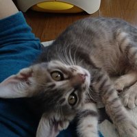 katsu👤/さくにゃん🐈ずもりん🐈‍⬛ (@katsu_game_acco) Twitter profile photo