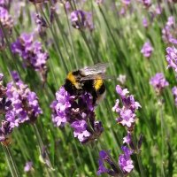 Isabelle Cordaillat 🍓 (@icordaillat) 's Twitter Profile Photo