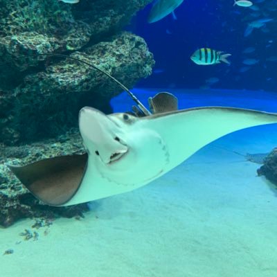 ITengineer_last's profile picture. クソ雑魚未経験派遣NWエンジニア/CCNA/CCNP/次の目標AWS SAA,SAP,Lpic101、102/4月いっぱいニートなので勉強期間/ボディメイクとかはじめちゃったり。