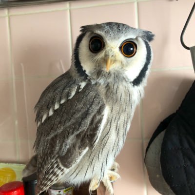 アフリカオオコノハズクの空海です
2020/4/6🎂
2021/4/4お迎え
無言フォロー失礼しますm(_ _)m