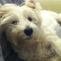 Alex Sutherland (@alexksutherland) 's Twitter Profile