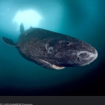 greenlandsharky Profile Picture