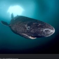 Greenlandshark(@greenlandsharky) 's Twitter Profile Photo