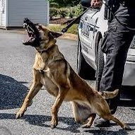 K9sOnPatrolLive (@k9sonpatrollive) 's Twitter Profile Photo