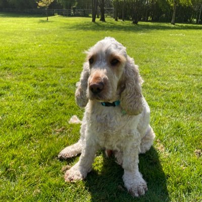 Nic_Gr's profile picture. I'm a mum of three, wife & business partner, family-orientated, Cocker Spaniel loving, tennis playing, social organiser & official bossy boots.