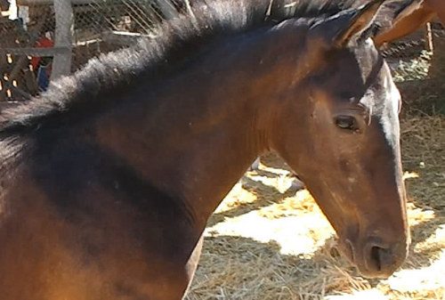 YeguadaSalinasM's profile picture. 