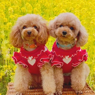 ♡♡4youは永遠♡♡
マサくんだけ♥️
トイプードル🐩12歳♀️と
３歳♂️と２歳♀️と大型犬♂️と楽しく暮らしてます✨
🍑おパンツカット


🐶ワンスタグラム🐶やってます☺️

https://t.co/tFdvblAC97