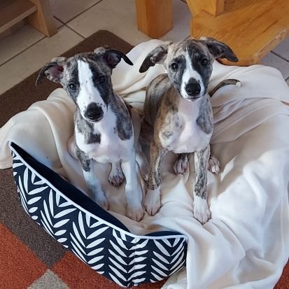 We are Todd and Tango, two french whippets born 4 4 22 living in Northern France. Our Uncle Monty 🌈 is watching us to make sure we are good bois.