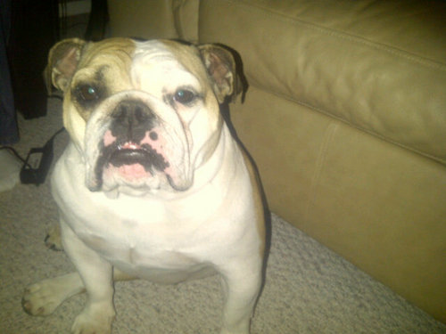 reich1229's profile picture. 