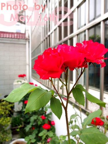 zhanghujie's profile picture. 