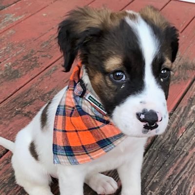 A spirit that is not afraid. Future Auburn Tiger. #Shoals #Auburn #WarEagle #Pitbull #Boxer #Bulldog #Travel #Politics #Foodie #NewsJunkie