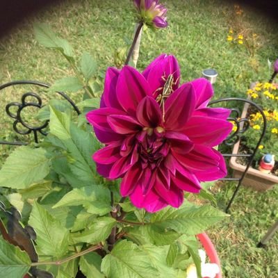 SchmelzerTwilia's profile picture. Life is like a box of chocolates ...