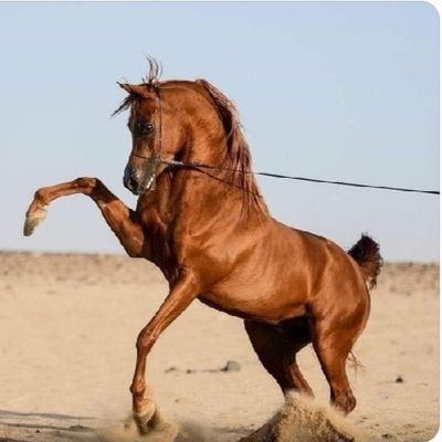 وخلك شريف القصـد يا طيـب الفـال سـوء المقاصـد فالبيـوت الهـدايـم واحذر تبيع النفس فـي دب الأنـذال وتتبـع خـوي ابليـس راع النمـايـم