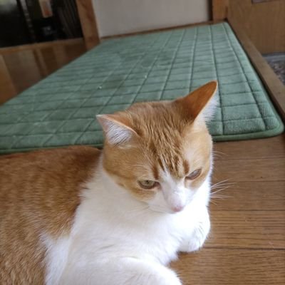 憲法改正/スパイ防止法に賛成😍🌈 保守
反日❌韓国❌マスゴミ❌共産党❌立憲❌れいわ新選組❌社民❌
日本保守党 党員