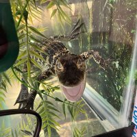 CFHS Aquatics (@cfhs_aquatics) 's Twitter Profile Photo CFHS Aquatics (@cfhs_aquatics) 's Twitter Profile Photo