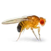 Fruit Fly🪳 (@dougblackab) 's Twitter Profile