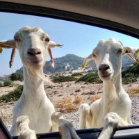 Dennis Peters (@dennisp1954) 's Twitter Profile