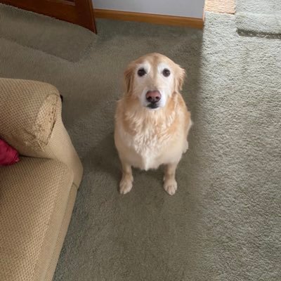 TimBoyce12's profile picture. 