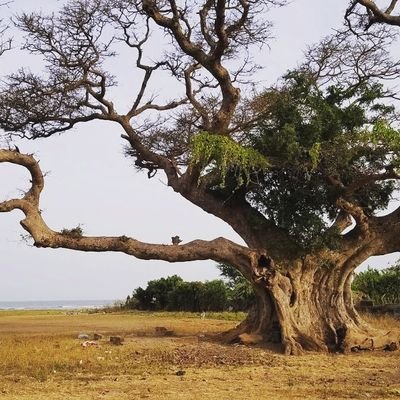 David32153160's profile picture. I am looking for a help