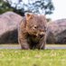 Suburban Wombat (@SuburbanWombat) Twitter profile photo