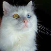 Bernie's Cat (@bernies_cat) 's Twitter Profile
