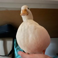 うーちゃんはコールダック (@duck_udon0629) 's Twitter Profile