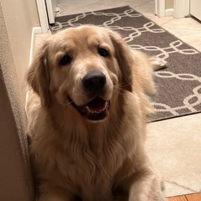 Alexand80229873's profile picture. Here for the memes