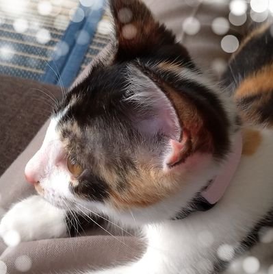 鈴伽蛍さんのプロフィール画像