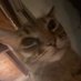 Shroomish (@floofykitty1) Twitter profile photo Shroomish (@floofykitty1) Twitter profile photo