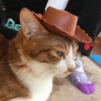 にゃん男lala🍀 (@sat0e0m) 's Twitter Profile