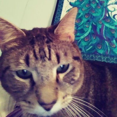 SuzanneStewart1's profile picture. I read, write, ghostwrite, edit, make art and jewelry out of paper, and herd cats. Oh, and my grandsons are cuter, smarter, and better behaved than yours.