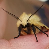 aaty (President of Moths (real title)) (@aatykon) 's Twitter Profile Photo aaty (President of Moths (real title)) (@aatykon) 's Twitter Profile Photo