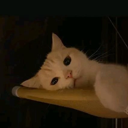 DdySpaph's profile picture. 🐣🦅⚜️