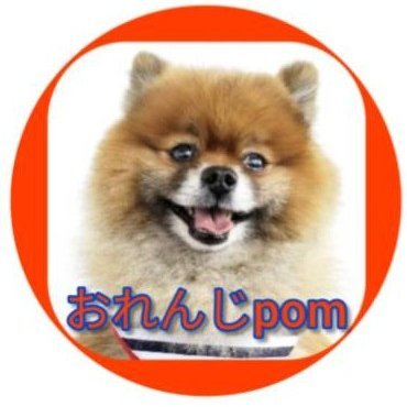 名前　ぽむ🐕　2014年3月30日生　ポメラニアンの男の子♂　好奇心旺盛 食いしん坊🍜　チャームポイント　黒いしっぽ😀　みなさん仲良くして下さいね！🤩　YouTubeに動画投稿もしているのでお気軽に遊びに来て下さい。DMもお待ちしております😺

＃ポメラニアン
＃ポメラニアン大好き
＃ポメラニアン好きと繋がり