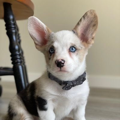 EyespydogsGrant's profile picture. Father for 4 great kids ,Husband, sheep farmer and breeder ofCardigan Welsh Corgis