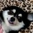 ❤愛犬しなちく(チワワ ブラックタン)❤のTwitterプロフィール画像